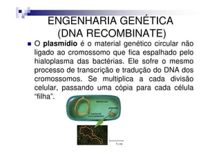 ENGENHARIA GENÉTICA
    (DNA RECOMBINATE)
O plasmídio é o material genético circular não
ligado ao cromossomo que fica espalhado pelo
hialoplasma das bactérias. Ele sofre o mesmo
processo de transcrição e tradução do DNA dos
cromossomos. Se multiplica a cada divisão
celular, passando uma cópia para cada célula
“filha”.
 