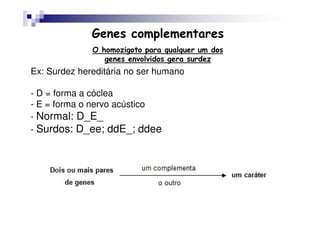 Genes complementares
              O homozigoto para qualquer um dos
                 genes envolvidos gera surdez
Ex: Surdez hereditária no ser humano

- D = forma a cóclea
- E = forma o nervo acústico
- Normal: D_E_
- Surdos: D_ee; ddE_; ddee
 