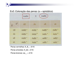 Ex2:.Coloração das penas (a = epistático)




Penas vermelhas: A_B_ = 9/16
Penas amarelas: A_bb = 3/16
Penas brancas: aa__ = 4/16
 