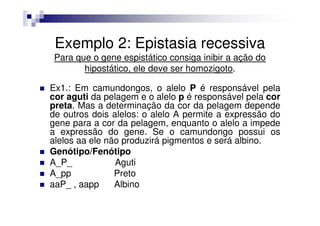 Exemplo 2: Epistasia recessiva
 Para que o gene espistático consiga inibir a ação do
        hipostático, ele deve ser homozigoto.

Ex1.: Em camundongos, o alelo P é responsável pela
cor aguti da pelagem e o alelo p é responsável pela cor
preta. Mas a determinação da cor da pelagem depende
de outros dois alelos: o alelo A permite a expressão do
gene para a cor da pelagem, enquanto o alelo a impede
a expressão do gene. Se o camundongo possui os
alelos aa ele não produzirá pigmentos e será albino.
Genótipo/Fenótipo
A_P_            Aguti
A_pp            Preto
aaP_ , aapp     Albino
 