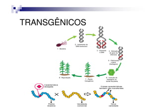 TRANSGÊNICOS
 