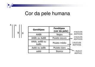 Cor da pele humana

A   A
                                   Fenótipos
                   Genótipos
                                   (cor da pele)    4 ALELOS
        B   B
                      AABB           Negro          ADITIVOS
                                                    3 ALELOS
                  AABb ou AaBB    Mulato escuro     ADITIVOS
                  AAbb, aaBB ou                    2 ALELOS
                                  Mulato médio
                      AaBb                         ADITIVOS
                  Aabb ou aaBb    Mulato claro
                      aabb           Branco         1 ALELO
                                                    ADITIVO
 