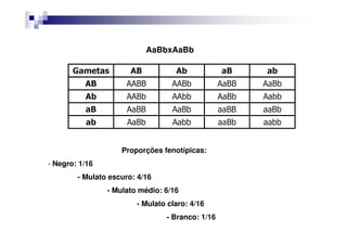 AaBbxAaBb

       Gametas         AB          Ab            aB     ab
          AB         AABB         AABb           AaBB   AaBb
          Ab         AABb         AAbb           AaBb   Aabb
          aB          AaBB        AaBb           aaBB   aaBb
          ab          AaBb        Aabb           aaBb   aabb


                    Proporções fenotípicas:
- Negro: 1/16
        - Mulato escuro: 4/16
                - Mulato médio: 6/16
                        - Mulato claro: 4/16
                                - Branco: 1/16
 