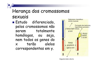 Herança dos cromossomos
sexuais                                  Daltonismo, hemofilia e
                                         atrofia muscular
 Estudo diferenciado,
                                                     Formação dos testículos,
 pelos cromossomos não                               hipertricose auricular e
                                                     Ictiose.

 serem       totalmente
 homólogos, ou seja,
 nem todos os genes do
 x      terão     alelos
 correspondentes em y.

                           Cegueira total e diurna
 