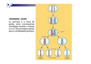 CROSSING –OVER
ou permuta é a troca de
partes entre cromossomos
homólogos durante a meiose
e é um dos principais fatores
para a variabilidade genética.
 