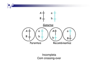 A        a

              B        b

                  Gametas

A         a                A         a

B         b
                           b         B
    Parentais              Recombinantes



            Incompleta
         Com crossing-over
 