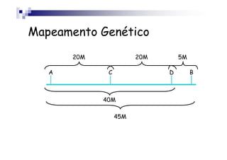 Mapeamento Genético
       20M              20M       5M

   A          C               D        B



             40M

                  45M
 