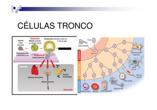 CÉLULAS TRONCO
 