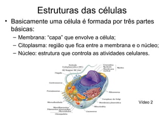 Estruturas das células
• Basicamente uma célula é formada por três partes
básicas:
– Membrana: “capa” que envolve a célula;
– Citoplasma: região que fica entre a membrana e o núcleo;
– Núcleo: estrutura que controla as atividades celulares.
Vídeo 2
 