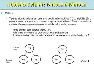 2) Mitose
 Tipo de divisão celular em que uma célula mãe haplóide (n) ou diplóide (2n),
sempre com cromossomos duplos, origina duas células filhas contendo o
mesmo número de cromossomos da célula mãe, porém simples.
Pode ocorrer com células (n) ou (2n)
Não altera o número de cromossomos da célula mãe
A mitose também é chamada de divisão equacional e simbolizada por E!
Nd
Ns Ns
2Nd
2Ns 2Ns
Célula
mãe
Células
filhas
Divisão Celular: Mitose e MeioseDivisão Celular: Mitose e Meiose
Vídeo 4
 