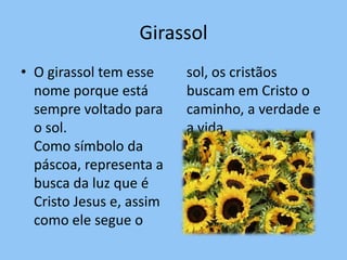 Girassol
• O girassol tem esse     sol, os cristãos
  nome porque está        buscam em Cristo o
  sempre voltado para     caminho, a verdade e
  o sol.                  a vida.
  Como símbolo da
  páscoa, representa a
  busca da luz que é
  Cristo Jesus e, assim
  como ele segue o
 