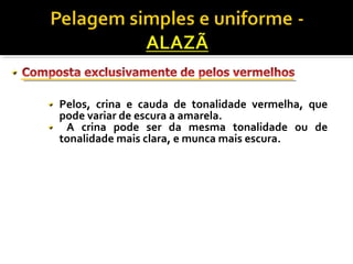 Pelos, crina e cauda de tonalidade vermelha, que 
pode variar de escura a amarela. 
A crina pode ser da mesma tonalidade ou de 
tonalidade mais clara, e munca mais escura. 
 