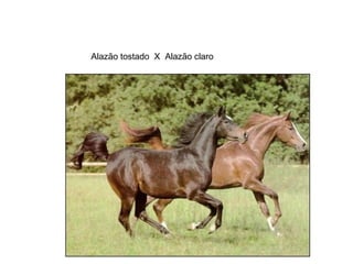 Alazão tostado X Alazão claro 
 