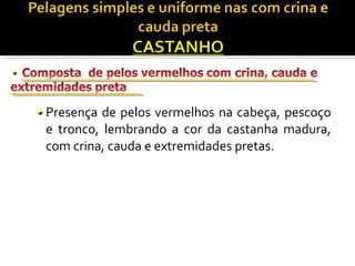 Presença de pelos vermelhos na cabeça, pescoço 
e tronco, lembrando a cor da castanha madura, 
com crina, cauda e extremidades pretas. 
 
