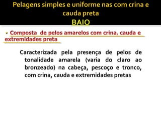 Caracterizada pela presença de pelos de 
tonalidade amarela (varia do claro ao 
bronzeado) na cabeça, pescoço e tronco, 
com crina, cauda e extremidades pretas 
 