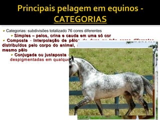 Categorias: subdivisões totalizado 76 cores diferentes 
Simples – pelos, crina e ccaauuddaa eemm uummaa ssóó ccoorr 
CCoommppoossttaa - IInntteerrppoollaaççããoo ddee ppêêllooss ddee dduuaass oouu ttrrêêss ccoorreess ddiiffeerreenntteess,, 
ddiissttrriibbuuííddooss ppeelloo ccoorrppoo ddoo aanniimmaall,, aa vvaarriiaaççããoo ddee ccoorreess ppooddee ooccoorrrreerr nnoo 
mmeessmmoo ppêêlloo 
CCoonnjjuuggaaddaa oouu jjuussttaappoossttaa - Presença de malhas brancas 
despigmentadas em qualquer outra pelagem 
 