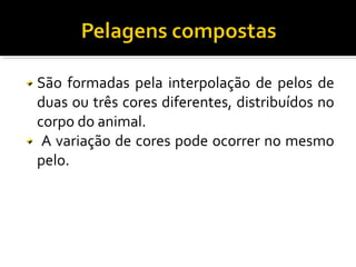 São formadas pela interpolação de pelos de 
duas ou três cores diferentes, distribuídos no 
corpo do animal. 
A variação de cores pode ocorrer no mesmo 
pelo. 
 