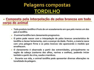 Todo produto tordilho é fruto de um acasalamento em que pelo menos um dos 
pais é tordilho. 
O animal tordilho tem clareamento progressivo. 
O potro pode nascer com a interpolação de pelos brancos característica do 
tordilho e clarear lentamente, com o avançar da idade. Porém, a maioria nasce 
com uma pelagem firme e os pelos brancos vão aparecendo à medida que 
envelhecem. 
O clareamento é observado a partir das extremidades, principalmente na 
região da cabeça (contorno dos olhos, narinas e orelhas), podendo iniciar 
também a partir da crina, cauda e membros. 
Durante sua vida, o animal tordilho pode apresentar diversas alterações na 
tonalidade da pelagem. 
 