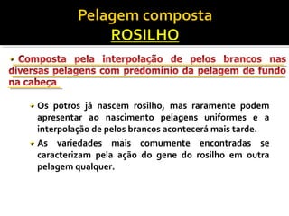 Os potros já nascem rosilho, mas raramente podem 
apresentar ao nascimento pelagens uniformes e a 
interpolação de pelos brancos acontecerá mais tarde. 
As variedades mais comumente encontradas se 
caracterizam pela ação do gene do rosilho em outra 
pelagem qualquer. 
 