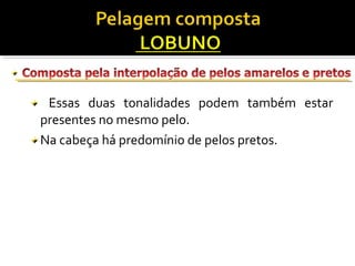 Essas duas tonalidades podem também estar 
presentes no mesmo pelo. 
Na cabeça há predomínio de pelos pretos. 
 