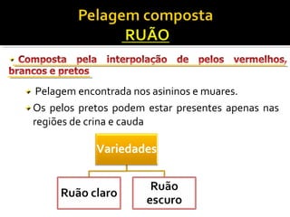 Pelagem encontrada nos asininos e muares. 
Os pelos pretos podem estar presentes apenas nas 
regiões de crina e cauda 
 