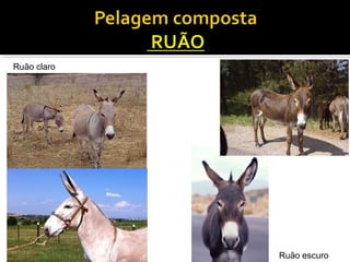 Ruão claro 
Ruão escuro 
 