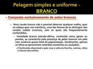 Num cavalo branco não é possível detectar qualquer malha, quer 
na cabeça quer nos membros, uma das formas de os distinguir dos 
cavalos isabéis (cremes), com os quais são frequentemente 
confundidos. 
Variedade branca pseudo-albina, conhecida como gázeo ou 
pombo, se caracteriza pela presença de pelos brancos em pele 
com ausência quase total de pigmentação. Geralmente, apenas 
os olhos se apresentam coloridos (castanhos ou azulados). 
É facilmente observável a pele rosa à volta do focinho, narinas, olhos 
e interior das orelhas 
 
