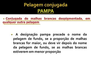 A designação pampa precede o nome da 
pelagem de fundo, se a proporção de malhas 
brancas for maior, ou deve vir depois do nome 
da pelagem de fundo, se as malhas brancas 
estiverem em menor proporção 
 