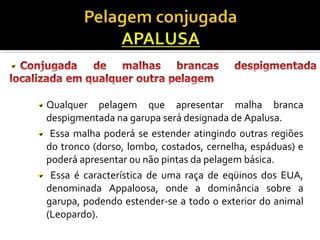 Qualquer pelagem que apresentar malha branca 
despigmentada na garupa será designada de Apalusa. 
Essa malha poderá se estender atingindo outras regiões 
do tronco (dorso, lombo, costados, cernelha, espáduas) e 
poderá apresentar ou não pintas da pelagem básica. 
Essa é característica de uma raça de eqüinos dos EUA, 
denominada Appaloosa, onde a dominância sobre a 
garupa, podendo estender-se a todo o exterior do animal 
(Leopardo). 
 