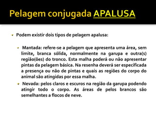 Podem existir dois tipos de pelagem apalusa: 
Mantada: refere-se a pelagem que apresenta uma área, sem 
limite, branca sólida, normalmente na garupa e outra(s) 
região(ões) do tronco. Esta malha poderá ou não apresentar 
pintas da pelagem básica. Na resenha deverá ser especificada 
a presença ou não de pintas e quais as regiões do corpo do 
animal são atingidas por essa malha. 
Nevada: pelos claros e escuros na região da garupa podendo 
atingir todo o corpo. As áreas de pelos brancos são 
semelhantes a flocos de neve. 
 