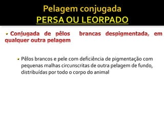 Pêlos brancos e pele com deficiência de pigmentação com 
pequenas malhas circunscritas de outra pelagem de fundo, 
distribuídas por todo o corpo do animal 
 