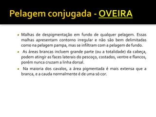 Malhas de despigmentação em fundo de qualquer pelagem. Essas 
malhas apresentam contorno irregular e não são bem delimitadas 
como na pelagem pampa, mas se infiltram com a pelagem de fundo. 
As áreas brancas incluem grande parte (ou a totalidade) da cabeça, 
podem atingir as faces laterais do pescoço, costados, ventre e flancos, 
porém nunca cruzam a linha dorsal. 
Na maioria dos cavalos, a área pigmentada é mais extensa que a 
branca, e a cauda normalmente é de uma só cor. 
 