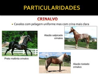 Cavalos com pelagem uniforme mas com crina mais clara 
Preto maltinta crinalvo 
Alazão tostado 
crinalvo 
Alazão salpicado 
crinalvo 
 