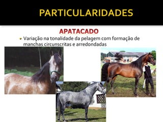 Variação na tonalidade da pelagem com formação de 
manchas circunscritas e arredondadas 
 