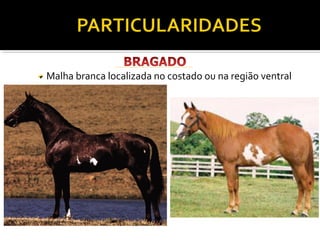 Malha branca localizada no costado ou na região ventral 
 