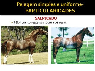 Pêlos brancos esparsos sobre a pelagem 
 