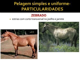 estrias com corte transversal no joelho e jarrete 
