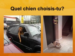 Quel chien choisis-tu?
 