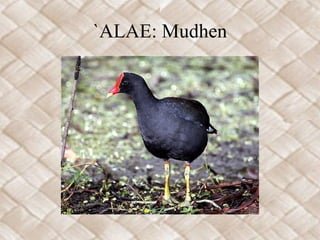 `ALAE: Mudhen
 