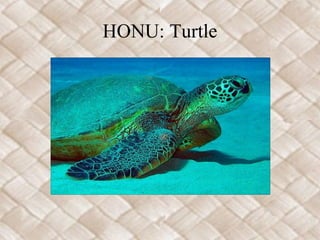 HONU: Turtle
 