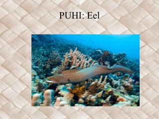 PUHI: Eel
 
