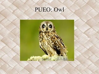 PUEO: Owl
 