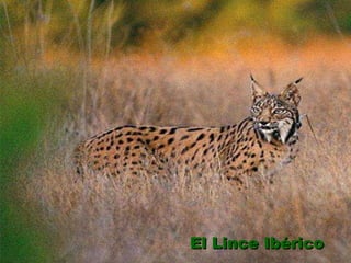 Pero esto no es nada comparado con las 53.709 Hectareas de nuestro Parque Nacional Doñana Declarado Patrimonio de la Humanidad desde 1994 Y Donde habita una de las especias mas bellas y salvajes y también desgraciadamente mas amenazadas … El Lince Ibérico 