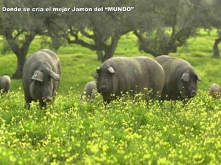 Donde se cría el mejor Jamón del “MUNDO” 