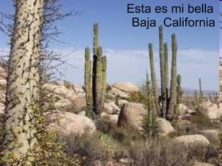 Esta es mi bella   Baja  California 