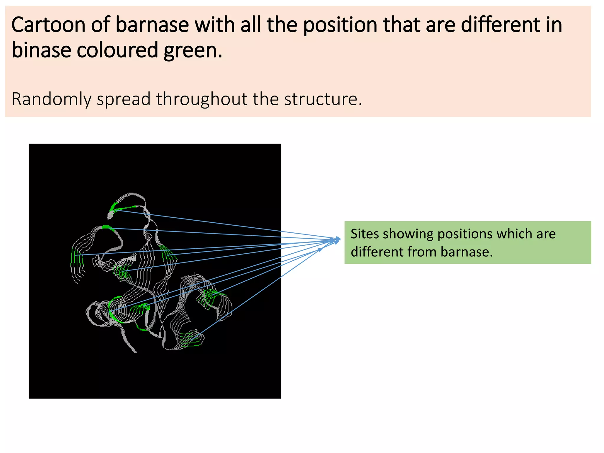 Cartoon of barnase with all the position that are different in
binase coloured green.
Randomly spread throughout the structure.
Sites showing positions which are
different from barnase.
 