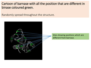 Cartoon of barnase with all the position that are different in
binase coloured green.
Randomly spread throughout the structure.
Sites showing positions which are
different from barnase.
 
