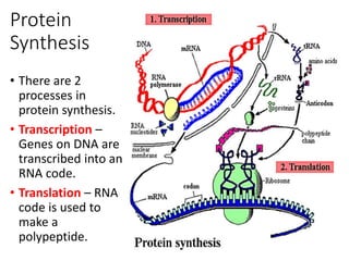 Protein
Synthesis
• There are 2
processes in
protein synthesis.
• Transcription –
Genes on DNA are
transcribed into an
RNA code.
• Translation – RNA
code is used to
make a
polypeptide.
 