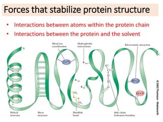 Forces that stabilize protein structure
• Interactions between atoms within the protein chain
• Interactions between the protein and the solvent
 