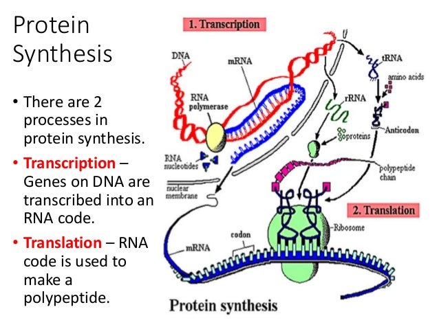 protein stability